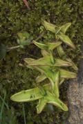 Pinguicula vulgaris